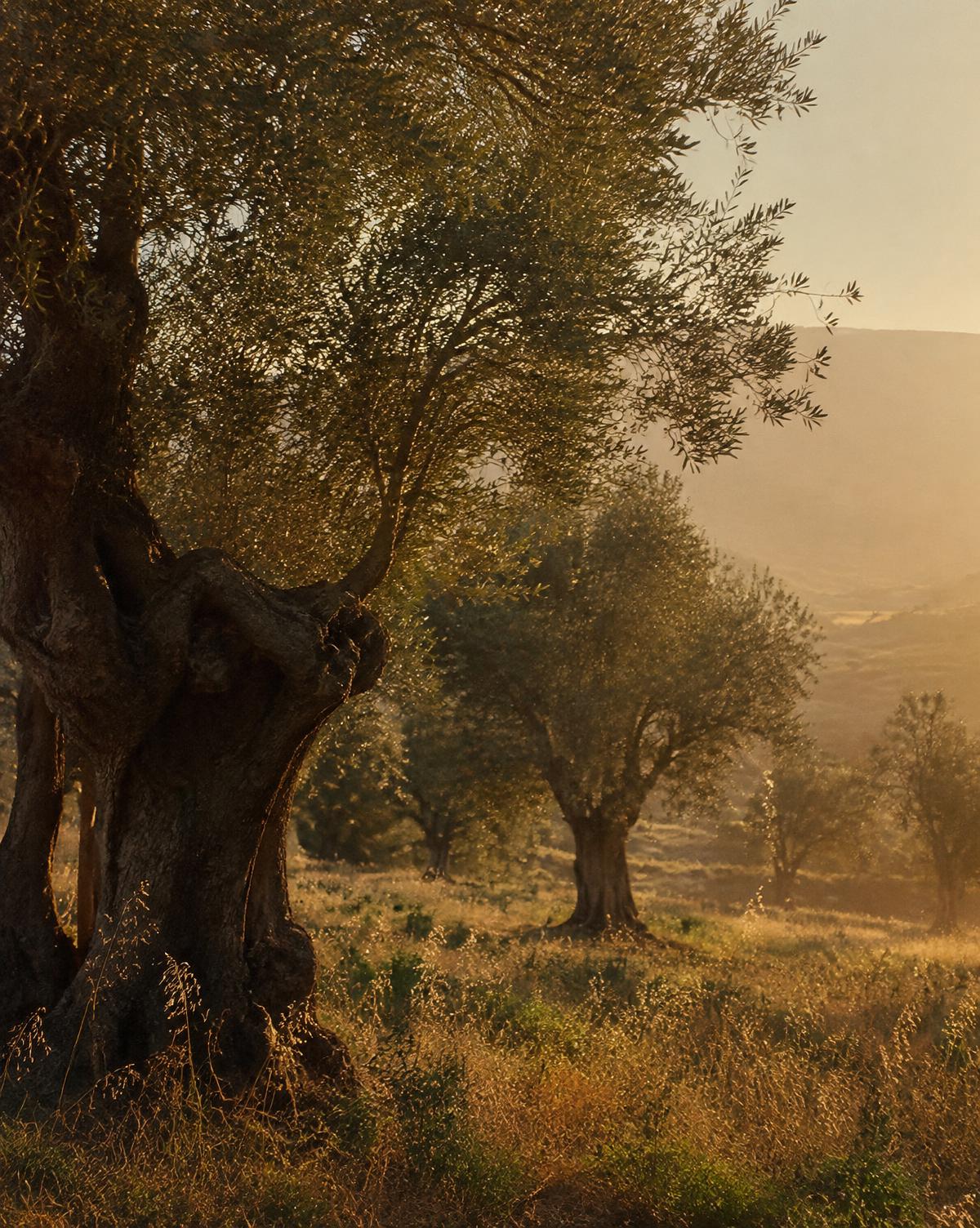 Ancient olive trees in a grove at golden hour, wild grasses below